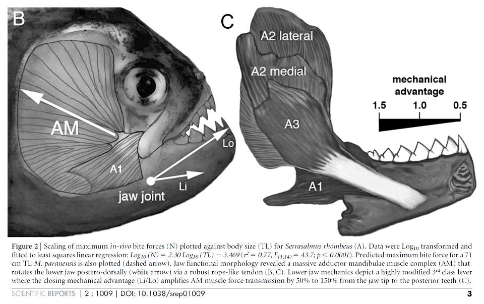†Megapiranha paranensis Cione & al. 2009 (Pisces Actinopterygii Characiformes Serrasalmidæ)