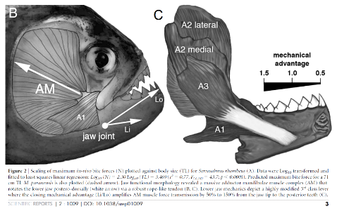 †Megapiranha paranensis Cione & al. 2009 (Pisces Actinopterygii Characiformes Serrasalmidæ) photo