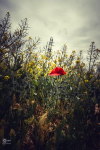 Rape & Poppy photo