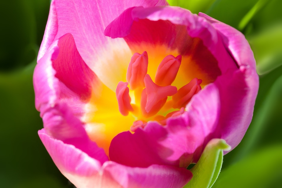 Stamp stamens nature