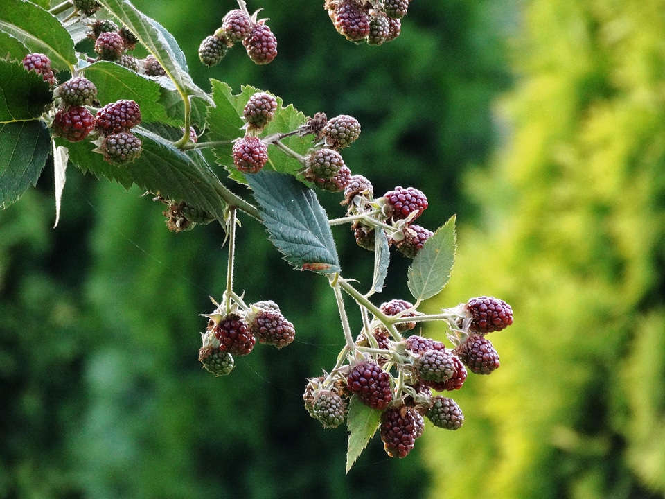 Garden vegetation nature