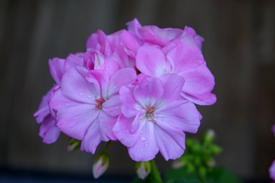 DSC00106