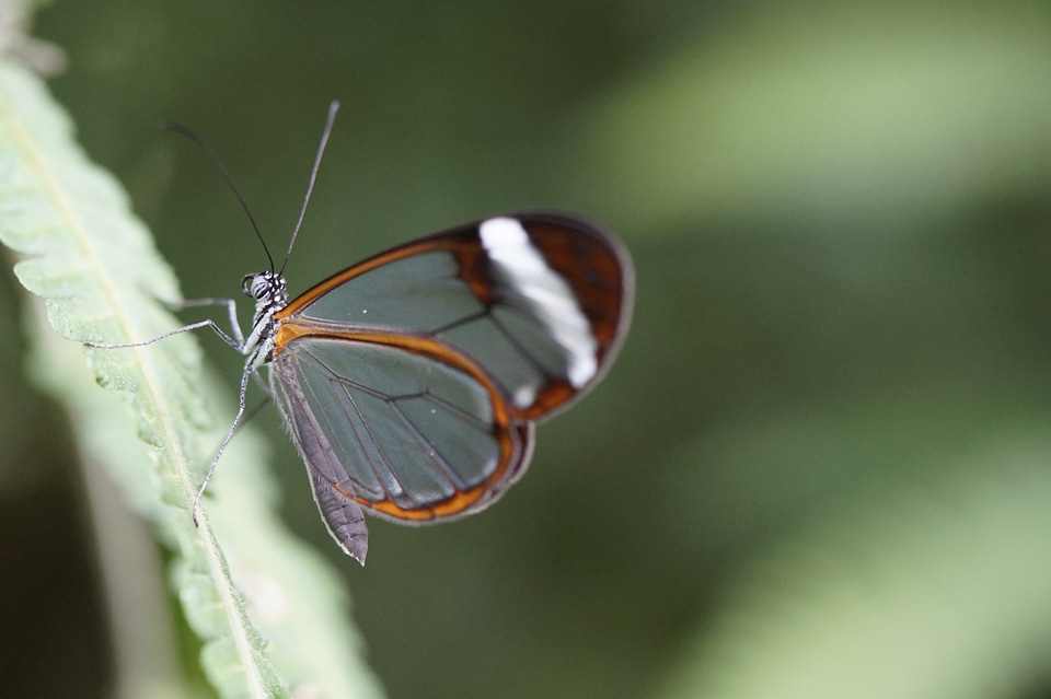 Transparent wing mainau island
