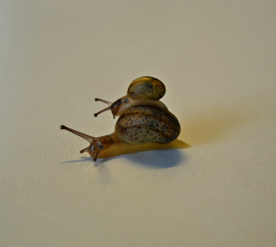 Small meeting slithery