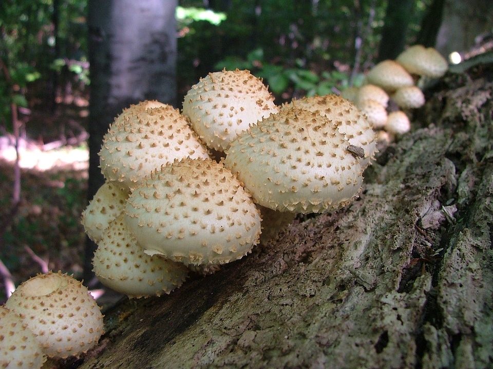 Forest nature beech mountain