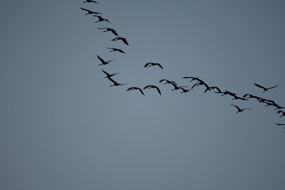 flyttfågel ,,