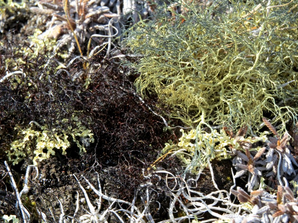 IMG 2513