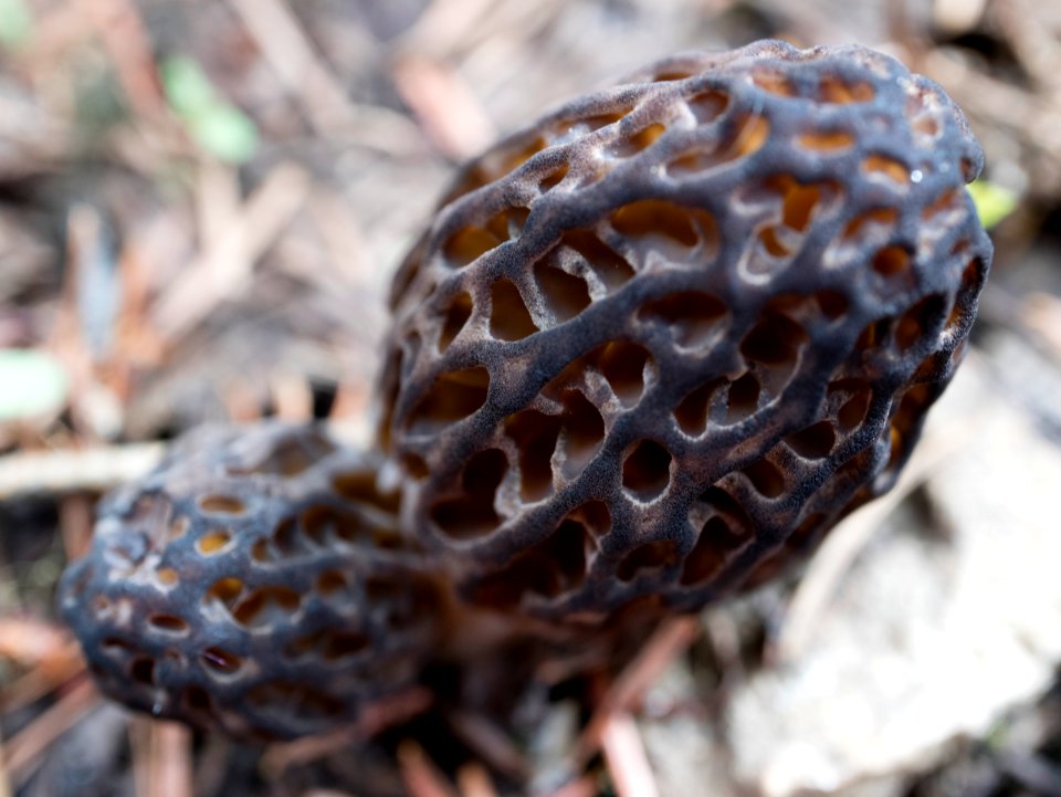 Morel or false morel II: Double trouble