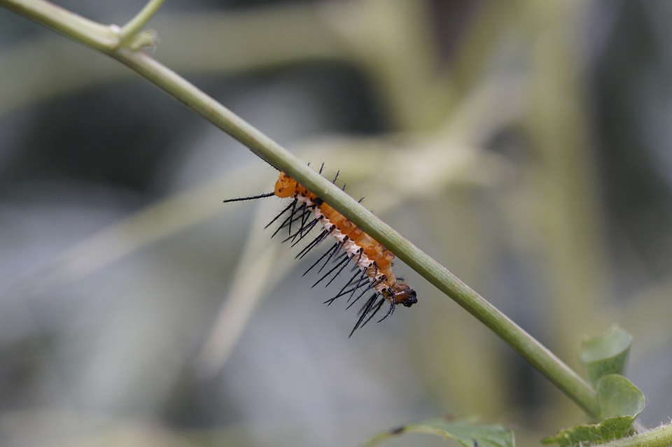 Exotic tropical butterfly