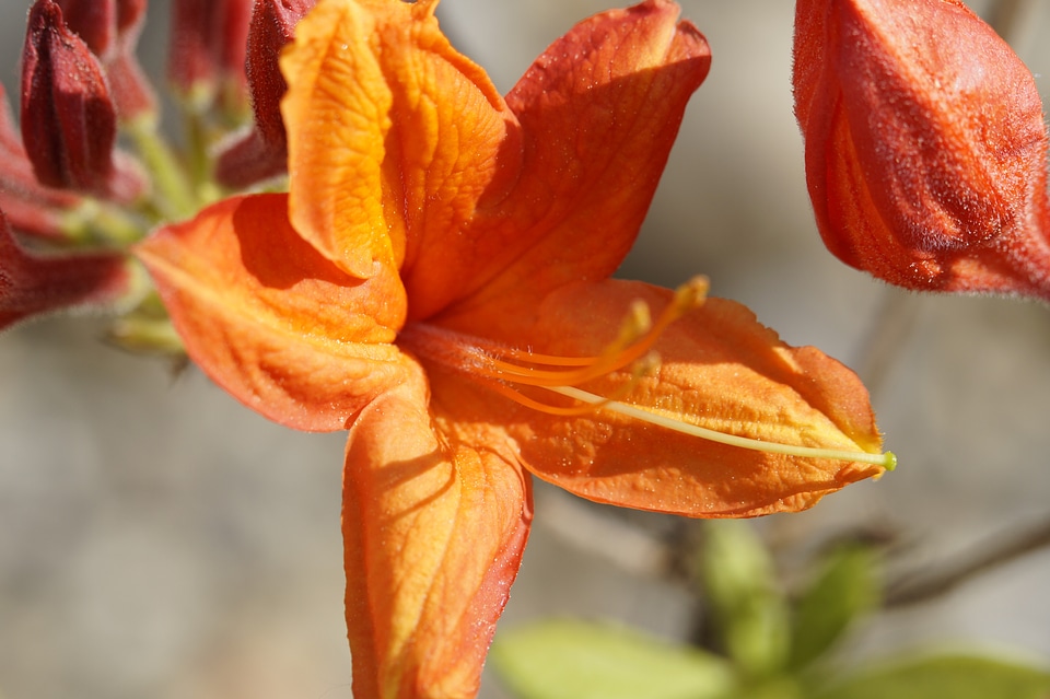 Orange bud spring