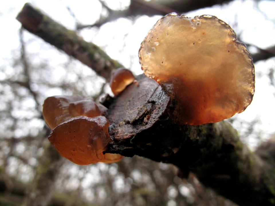 Unknown jelly fungus