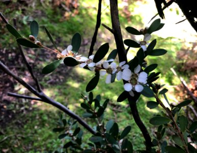 white blossoms