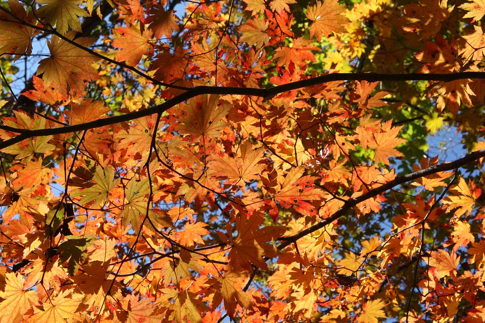 Mt seoraksan fall foliage autumn leaves photo