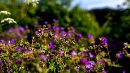Flowers by the road #2