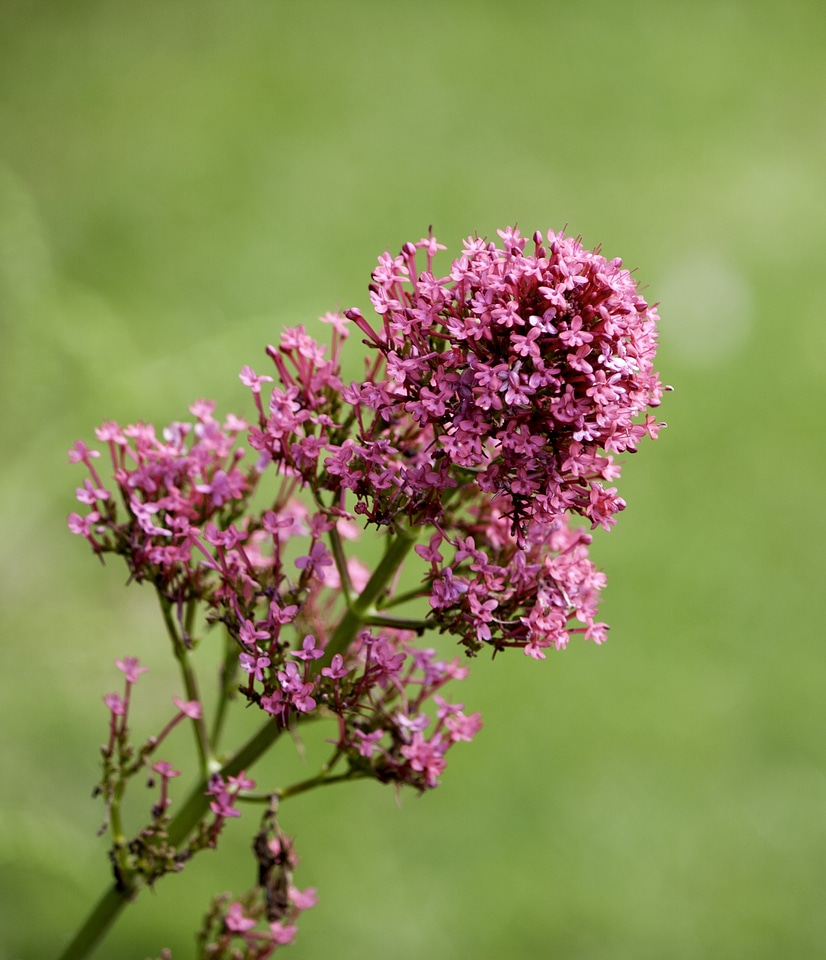Pink nature spring