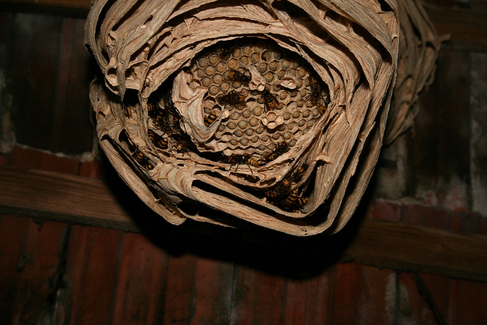Nature attic insect