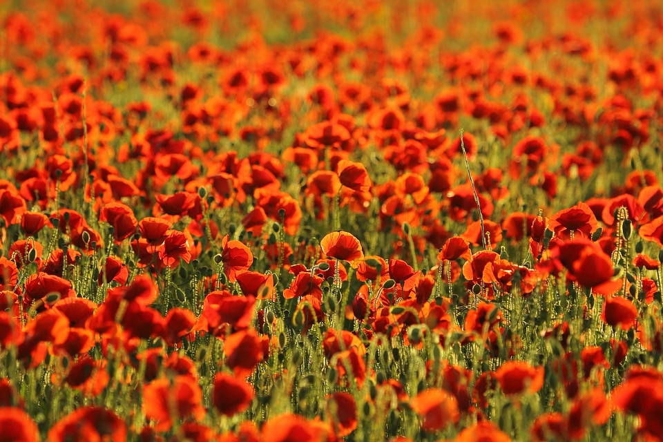 The terrain nature red