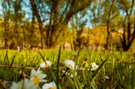 Spring in Baja