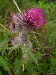Cirsium edule (edible thistle)