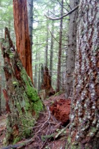 falls view canyon-upper big quilcene 26