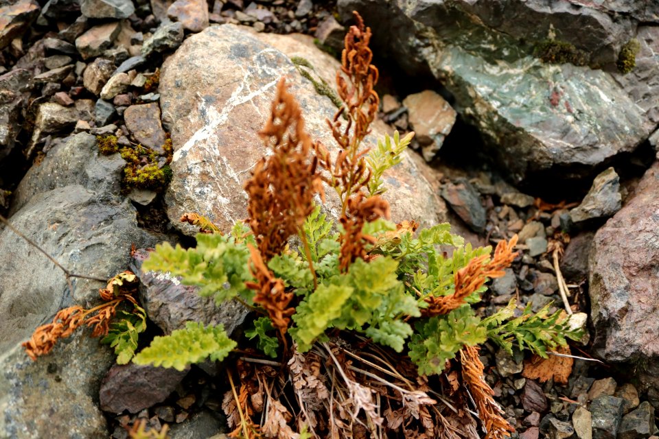 Cryptogramma crispa