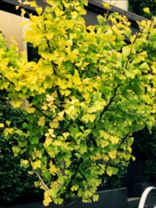 Carlton young street tree