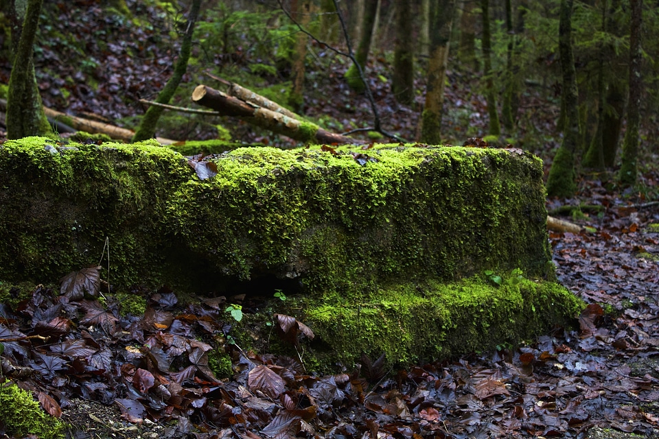Travel forest trees
