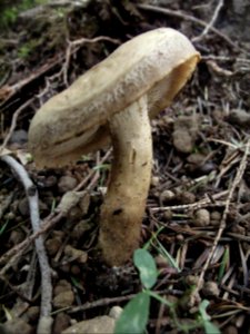 Unknown mushroom