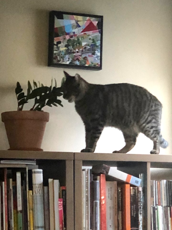 Alf painting and plant
