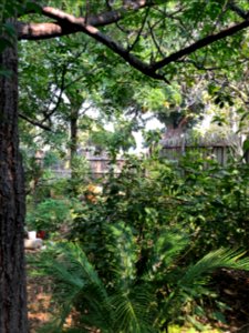 Our back garden