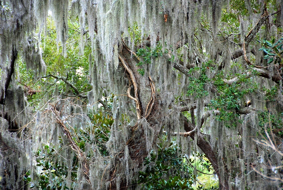 Jungle florida forest