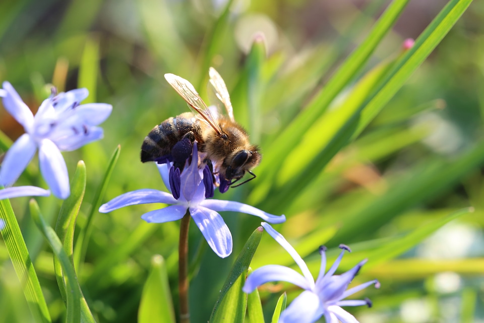 Blossom bloom honey bee