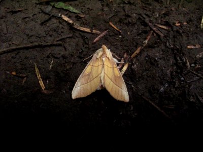 Nadata gibbosa (rough/white-dotted prominent)