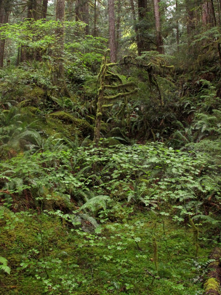 Acer circinatum