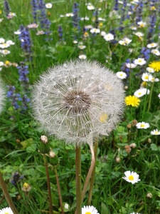 Bloom grass summer photo