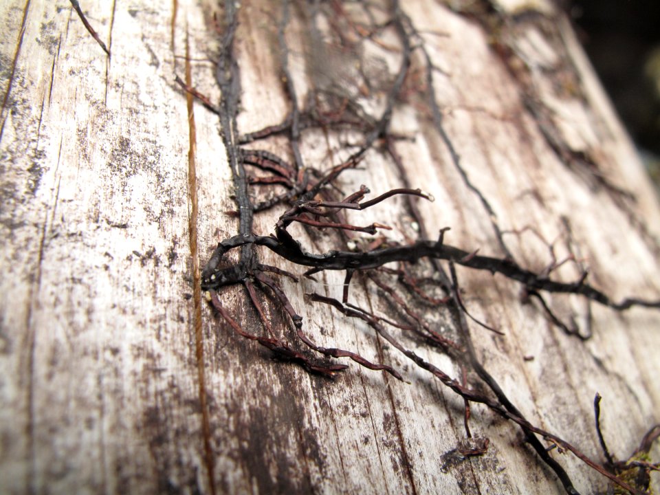 Armillaria rhizomorphs 2