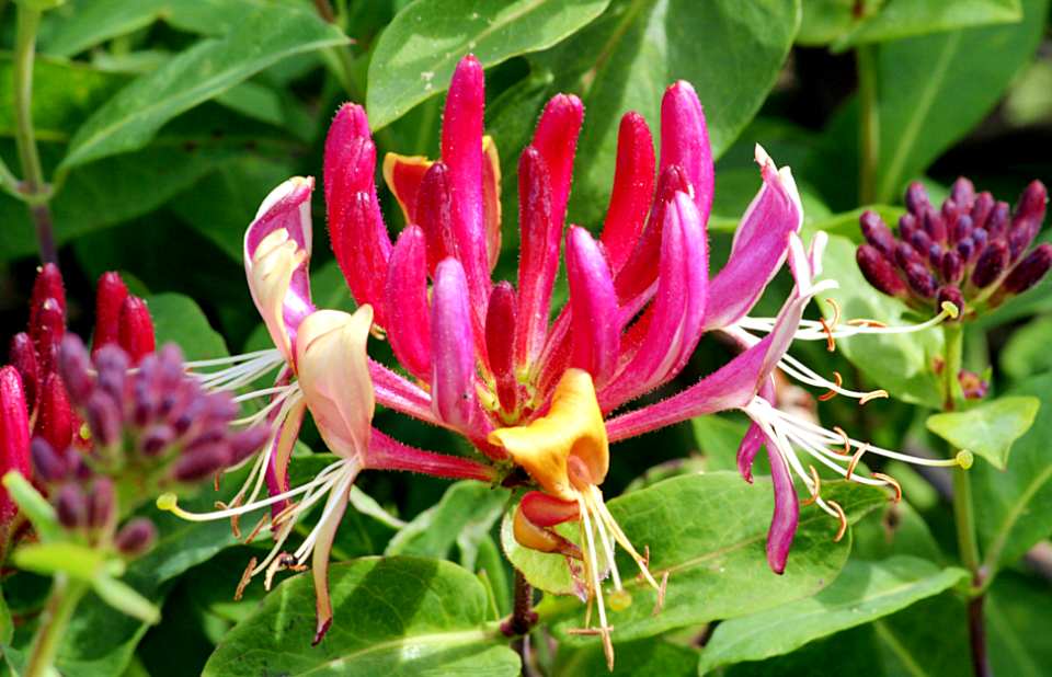 Lonicera caprifolium Linnæus 1753 (Dipsacales Caprifoliaceæ Caprifolioideæ)