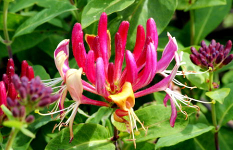 Lonicera caprifolium Linnæus 1753 (Dipsacales Caprifoliaceæ Caprifolioideæ)