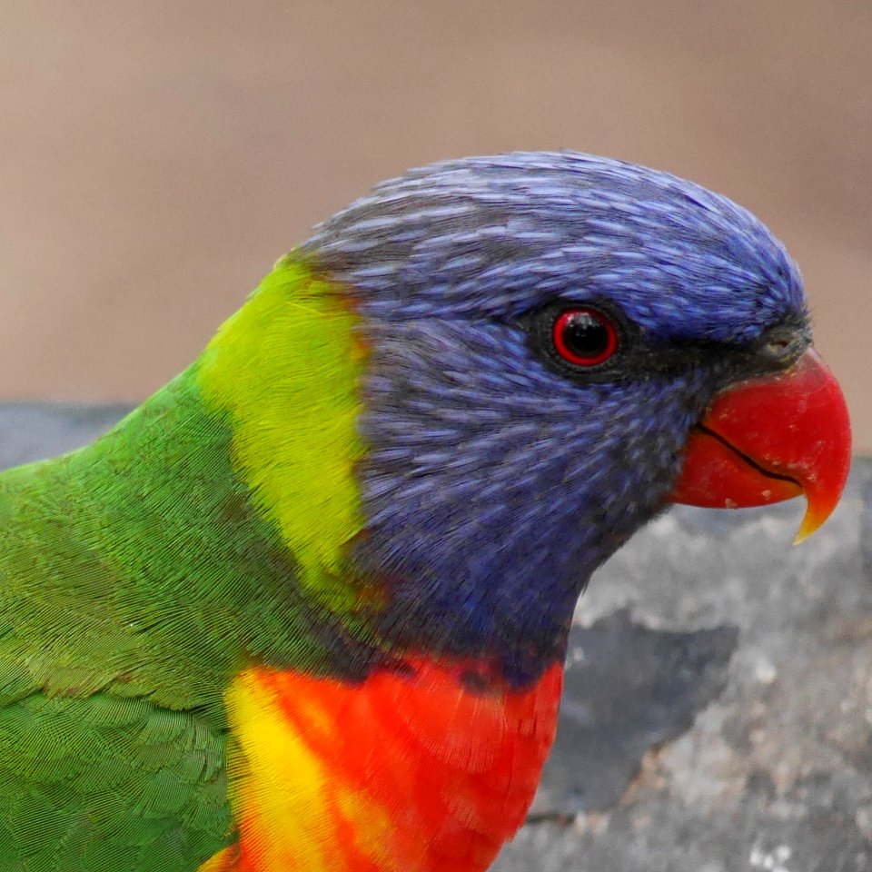 Rainbow lorikeet (C's favorite)