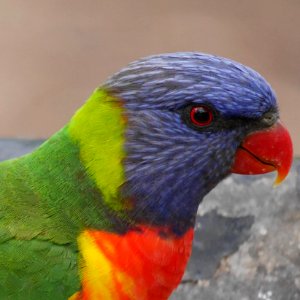 Rainbow lorikeet (C's favorite)