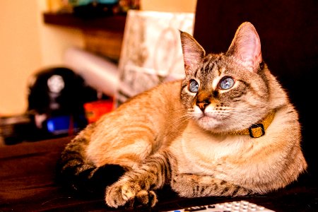 gato ojos azules photo