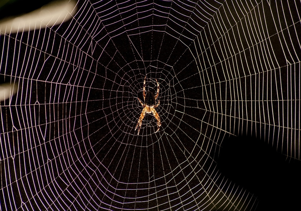 Spider web backlight