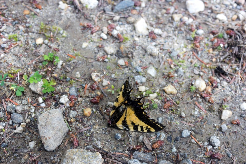 Papilio rutulus(?) RIP