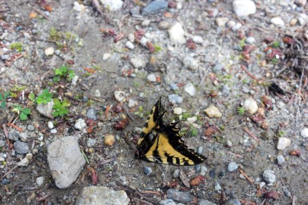 Papilio rutulus(?) RIP