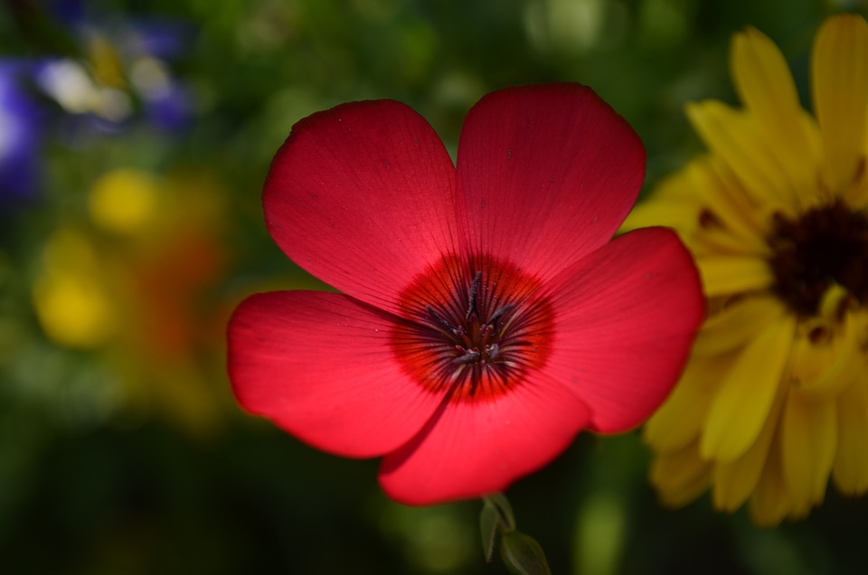 Blossom bloom red