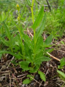 Senecio triangularis (arrow-leaved groundsel) ?