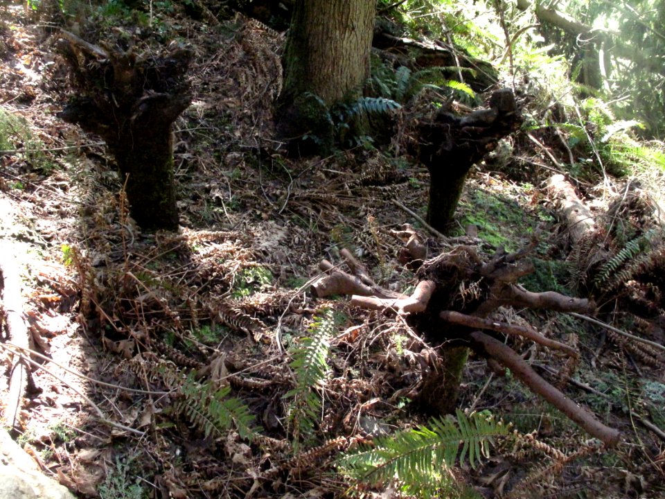 Upside-down stumps