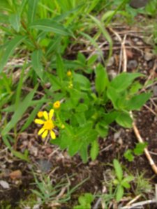 Senecio triangularis (arrow-leaved groundsel) ?