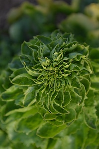 Nature plant field