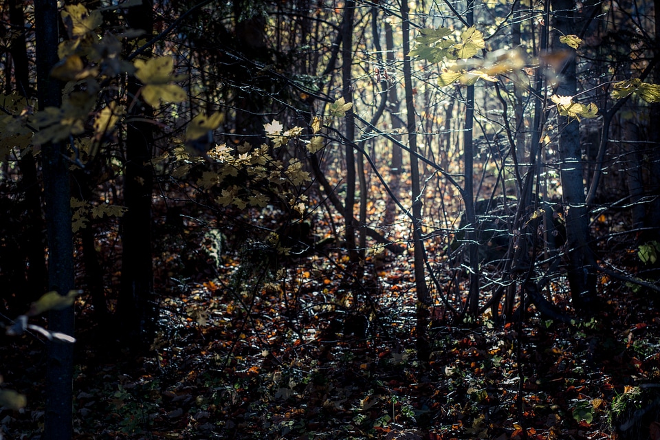 Slovakia autumn trees
